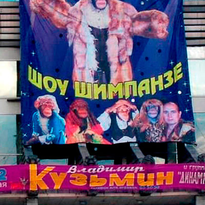 Креативный баннер ШОУ ШИМПАНЗЕ